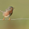 Penice kastanova - Sylvia undata - Dartford Warbler 3138